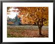 Maple Trees In Full Autumn Color And Barn In Background, Wax Orchard Road, Vashon Island, Usa by Aaron Mccoy Limited Edition Print