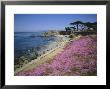 Carpet Of Mesembryanthemum Flowers, Pacific Grove, Monterey, California, Usa by Geoff Renner Limited Edition Print