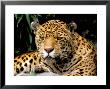 Jaguar, Amazon, Ecuador by Pete Oxford Limited Edition Print
