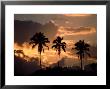 Sunset And Palm Trees, Tortuguero National Park, Costa Rica by Cindy Miller Hopkins Limited Edition Print