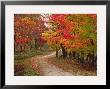 Vermont Country Road In Fall, Usa by Charles Sleicher Limited Edition Pricing Art Print