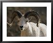 Male Dall Sheep (Ovis Dalli), Denali National Park, Alaska, United States Of America, North America by James Hager Limited Edition Print