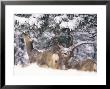 Mule Deer Mother And Fawn In Snow, Boulder, Colorado, United States Of America, North America by James Gritz Limited Edition Print
