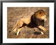 Male African Lion Running, Native To Africa by David Northcott Limited Edition Print