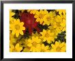 Paintbrush And Yellow Daisies, Box Canyon Creek, Cascades, Washington, Usa by Darrell Gulin Limited Edition Print