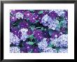 Hydrangea And Clematis, Issaquah, Washington, Usa, by Darrell Gulin Limited Edition Print