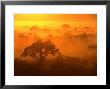 Morning Mist Over The Tambopata Candamo National Park, Amazonas, Peru by Alfredo Maiquez Limited Edition Print