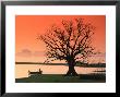 Bare Tree And Boat On Edge Of Taungthaman Lake At Sunrise, Amarapura, Mandalay, Myanmar (Burma) by Anders Blomqvist Limited Edition Print