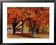 Beech Trees In Autumn At Medevi Brunn, Motala, Ostergotland, Sweden by Anders Blomqvist Limited Edition Print