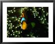 Clown Fish And Anemone In Red Sea, Saudi Arabia by Chris Mellor Limited Edition Print