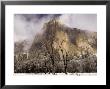 El Capitan In Winter With Black Oaks by Douglas Steakley Limited Edition Pricing Art Print