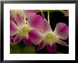 Close View Of A Pink Orchid Flowers, Groton, Connecticut by Todd Gipstein Limited Edition Print