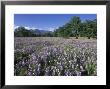 Fields Of Lupine And Owl Clover In The Valley Oak Trees Near Indians, California by Rich Reid Limited Edition Print