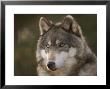 Gray Wolf At The Rolling Hills Wildlife Adventure by Joel Sartore Limited Edition Print