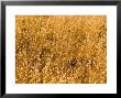 Prairie Grass In The Park, Colorado by Michael S. Lewis Limited Edition Pricing Art Print