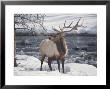 An American Elk, Or Wapiti, In The Snow by Michael Melford Limited Edition Print