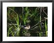 Wood Duck Reflected In Creek Water by Raymond Gehman Limited Edition Print