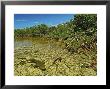 A Lemon Shark Pup Swims Among Mangrove Roots by Brian J. Skerry Limited Edition Print