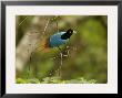 A Male Blue Bird Of Paradise Perched In A Fruiting Tree by Tim Laman Limited Edition Print