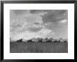 Wheat Harvest Time With Two Lines Of Combines Lining Up In Field With Threatening Sky by Joe Scherschel Limited Edition Pricing Art Print