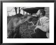 Writer/Naturalist Gerald Durrell Petting South American Tapir In His Private Zoo On Isle Of Jersey by Loomis Dean Limited Edition Print