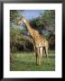 Giraffe, Mkuzi Game Reserve, Natal, South Africa, Africa by Rob Cousins Limited Edition Print