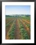 Field Of Potatoes, Growing On Sandstone Soil, Warwickshire, England, United Kingdom by David Hughes Limited Edition Print