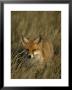Red Fox, Vulpes Vulpes, Fischland, Mecklenburg-Vorpommern, Germany by Thorsten Milse Limited Edition Print