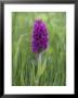 Northern Marsh Orchid (Dactylorhiza Purpurella), Craignure, Mull, Inner Hebrides, Scotland by Steve & Ann Toon Limited Edition Print