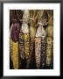 Indian Corn On Display, Acton, Massachusetts, Usa by John & Lisa Merrill Limited Edition Print