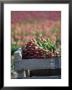 Tulip Fields Near La Conner, Skagit Valley, Washington, Usa by John & Lisa Merrill Limited Edition Print