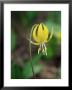 Glacier Lily (Dogtooth Violet) (Erythronium Grandiflorum), Glacier National Park, Montana by James Hager Limited Edition Print
