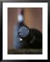 Bottle Of Port Wine by Henrik Freek Limited Edition Pricing Art Print