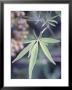 Wild Growing Hemp by Brigitte Sporrer Limited Edition Print