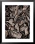 Sepia Leaves by Tim Kahane Limited Edition Print