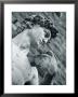 Statue Of David, Florence, Tuscany, Italy by Alan Copson Limited Edition Print