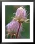 Prairie Smoke Wildflower by Chuck Haney Limited Edition Print