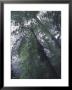 Monteverde Cloud Forest, Costa Rica by Michele Westmorland Limited Edition Print