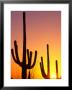 Saguaro Sunset, Saguaro National Park, Arizona, Usa by Rob Tilley Limited Edition Print