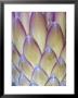 Protea, Maui, Hawaii, Usa by Darrell Gulin Limited Edition Print