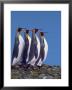 Four King Penguins In A Mating Ritual March, South Georgia Island by Charles Sleicher Limited Edition Print