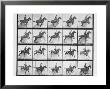 Man And Horse Jumping A Fence, Plate 640 From Animal Locomotion, 1887 by Eadweard Muybridge Limited Edition Print