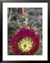 Detail Bloom Of A Hedgehog Cactus by Rich Reid Limited Edition Print