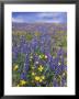Coreopsis, Gilia, California Poppy And Lupine by Rich Reid Limited Edition Print
