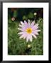 The Bright Happy Face Of A Purple Daisy Flower And Buds, Jamieson, Australia by Jason Edwards Limited Edition Print
