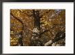 A Tree Trunk Surrounded By Yellow Autumn Leaves by Stephen St. John Limited Edition Pricing Art Print