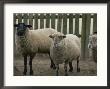 Domestic Sheep In A Pen by Michael Melford Limited Edition Print