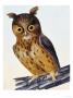 Original Water Colour Drawing Of An Owl, 1789-1794 by William Lewin Limited Edition Print