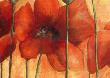 Poppy Bloom by Dagmar Zupan Limited Edition Pricing Art Print