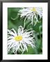 Leucanthemum X Superbum Shaggy (Shasta Daisy), White Flower by Francois De Heel Limited Edition Print